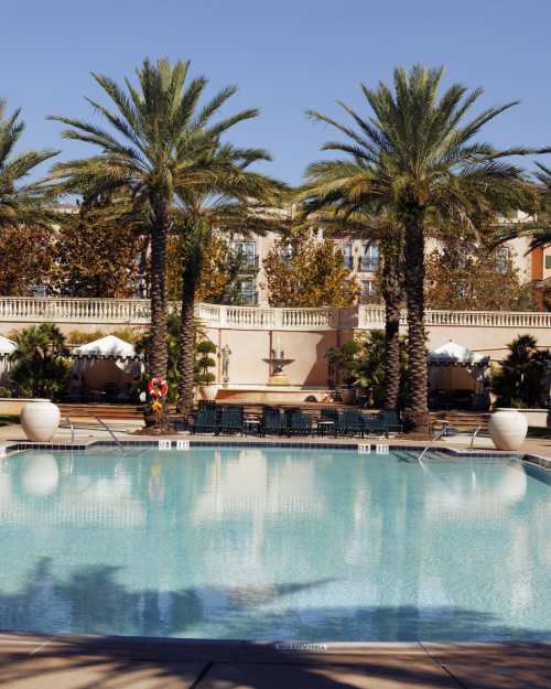 pool palm trees