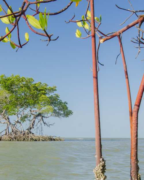 Everglades City red mangrove Florida Bay 10,000 Islands