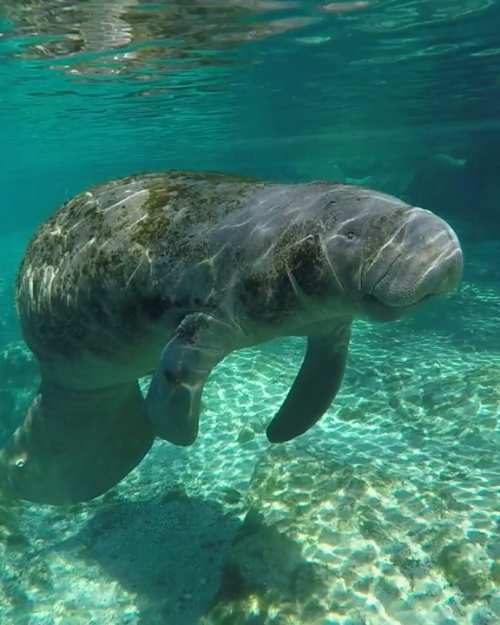 Video Thumbnail - youtube - Florida Travel: Swim with a Manatee in Crystal River