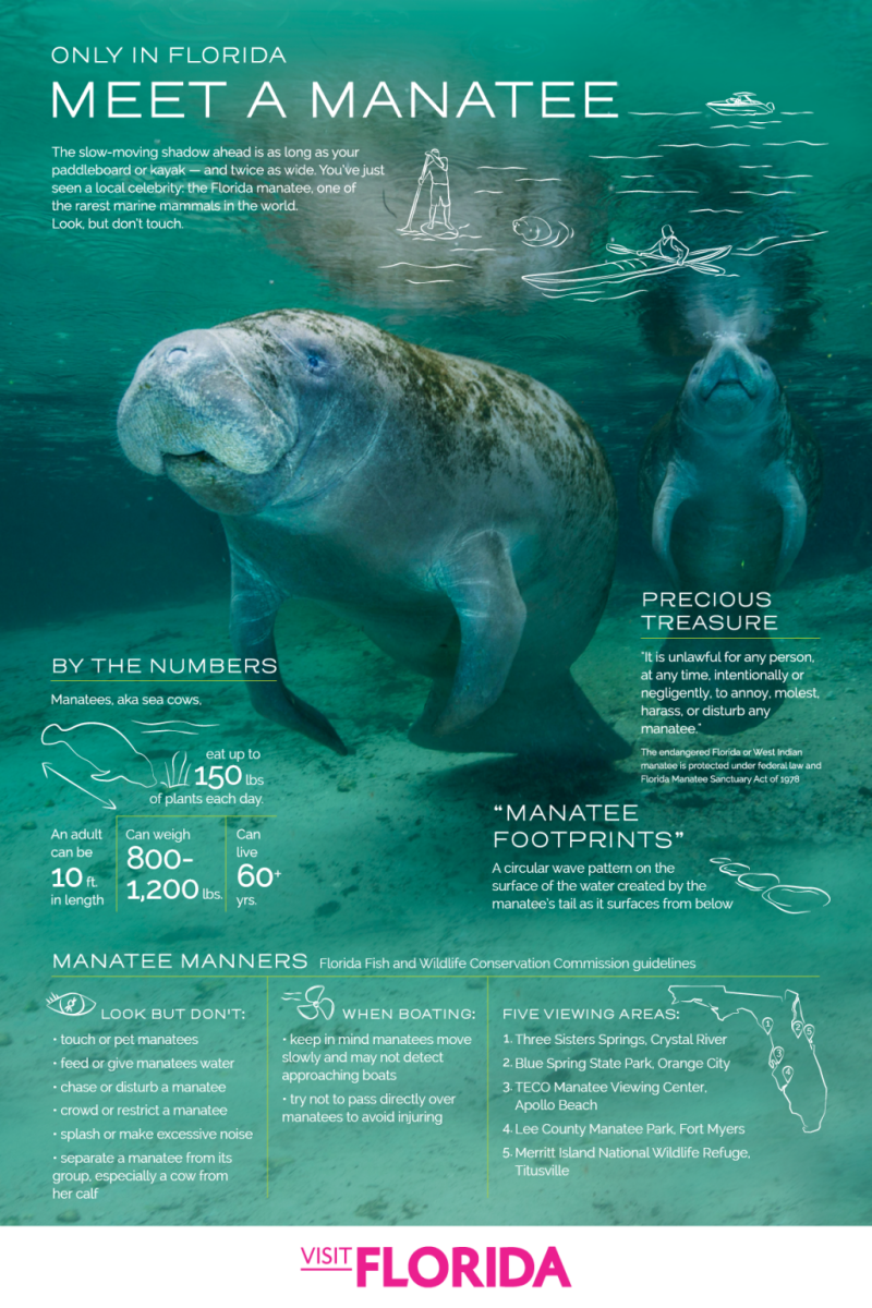 Download the Florida Manatee Infographic